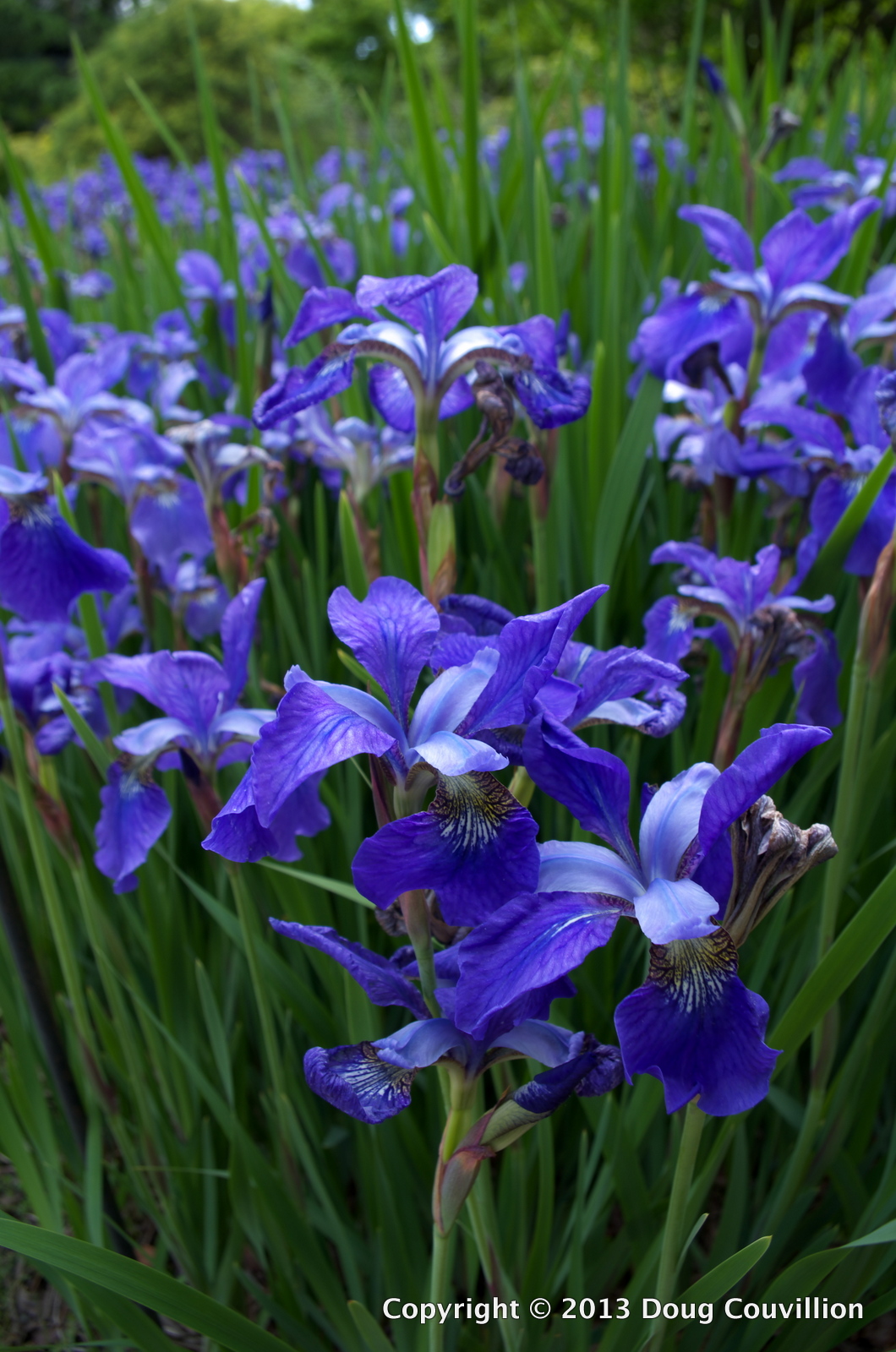 Purple Irises Doug Couvillion's Photo Blog